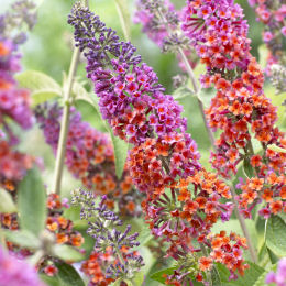 Buddleia Two-coloured 'Flower Power'